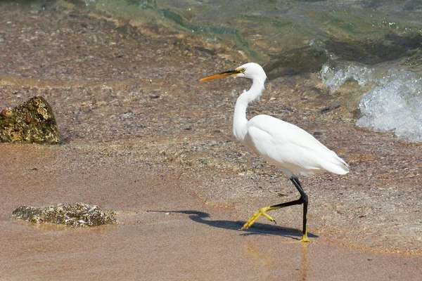 Walking Egret — Stock Photo, Image