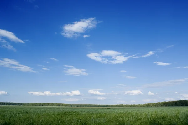 Grünes Frühlingsfeld — Stockfoto