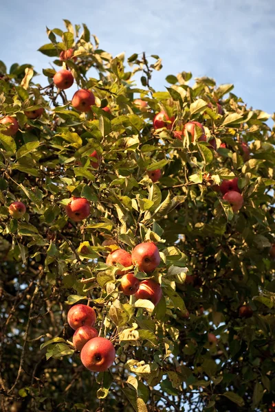 The branch with red apples — Stock Photo, Image