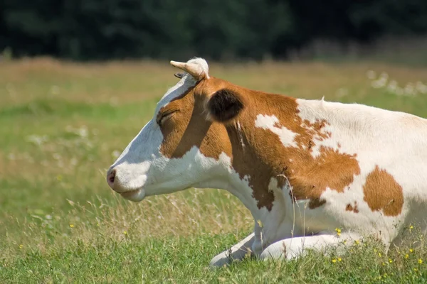 Білий коричневі корови — стокове фото