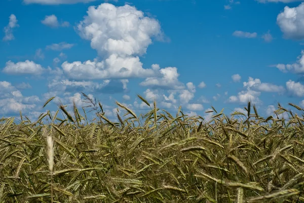 小麦的丰收 — 图库照片