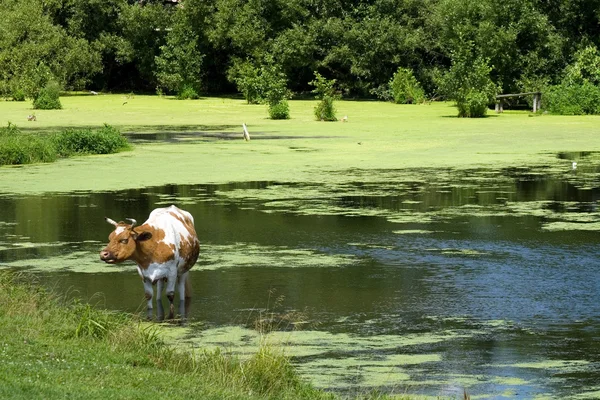 Cow saving from heat — Stock Photo, Image
