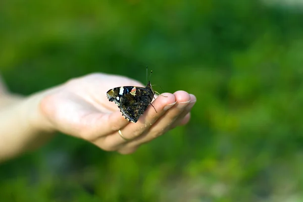 Mariposa en la mano — Foto de Stock