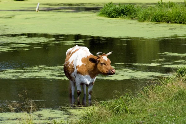 Корова в пруду — стоковое фото