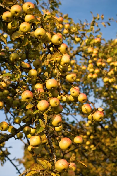 Abundant harvest of apples — Stock Photo, Image