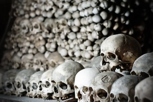 stock image Human skulls