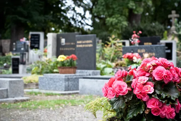 Rosa begonia på en gravsten Royaltyfria Stockfoton