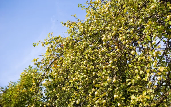 Apple-trädet — Stockfoto