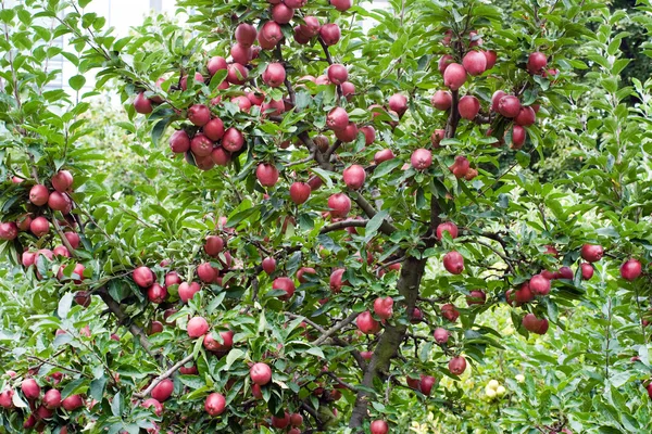 Apple-tree — Stock Photo, Image