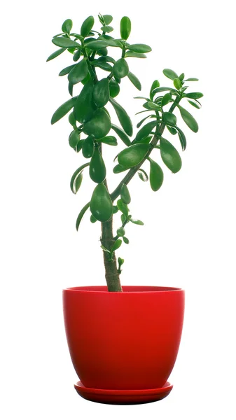 Jade tree — Stock Photo, Image