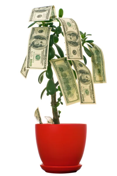 Dollars on the tree — Stock Photo, Image