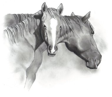 Drawing of Horse and Foal clipart