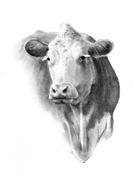 Рисунок головы коровы карандашом — стоковое фото