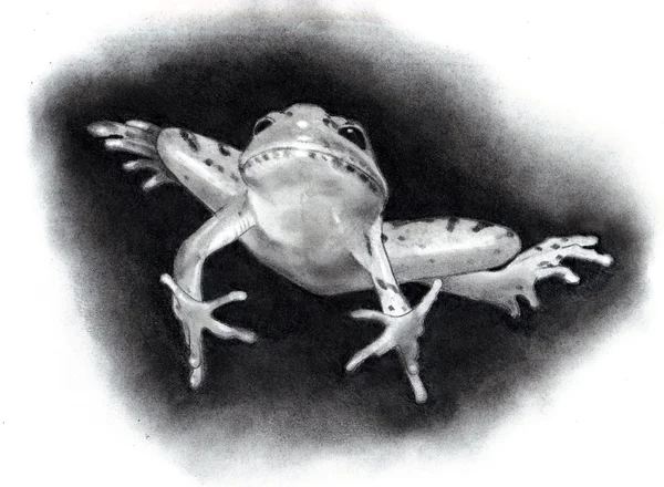 Bleistiftzeichnung eines springenden Frosches — Stockfoto