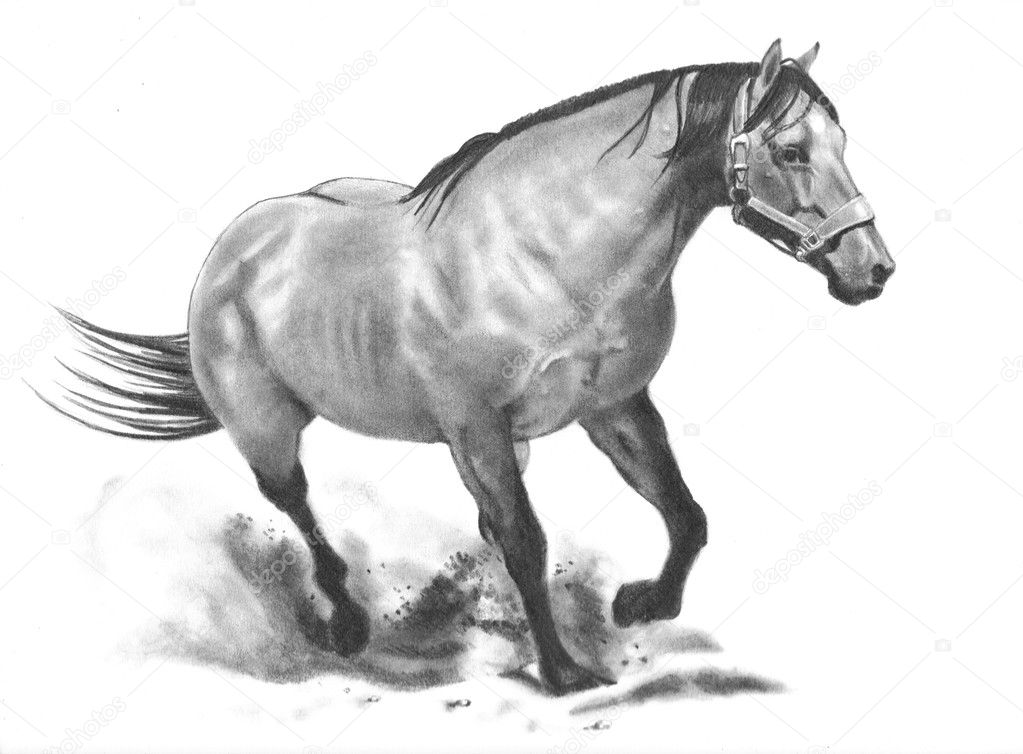 Desenho a lápis realista cavalo country  Cavalo desenho, Desenhos de  animais realistas, Desenho