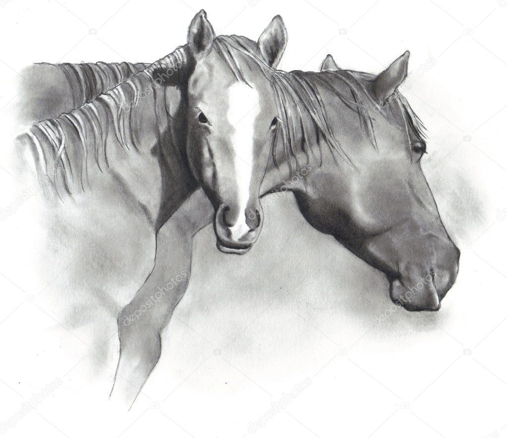 VM - Egua e Potrilho  Arte equestre, Cavalo desenho, Desenhos de animais  realistas