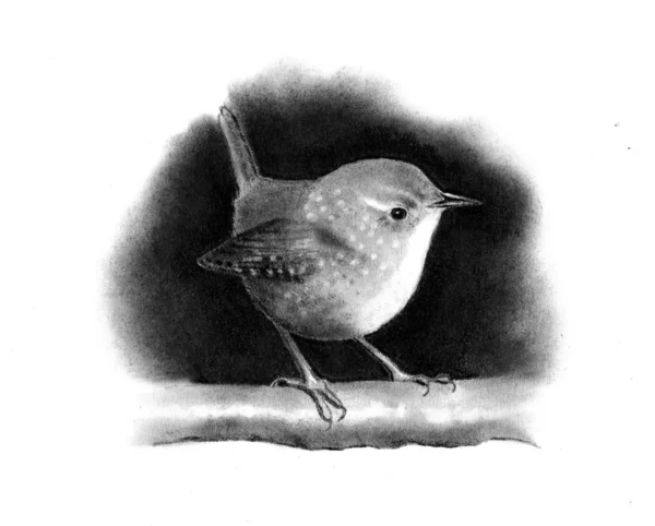 Pencil Drawing of Little Wren — Stock Photo, Image