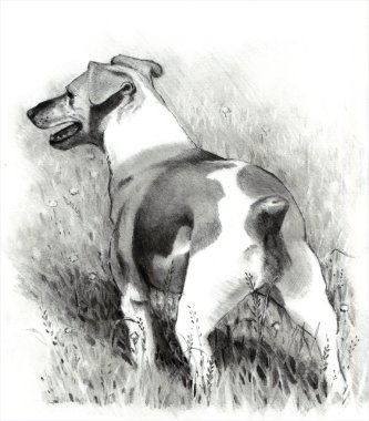 Pencil Drawing of Jack Russell Terrier clipart