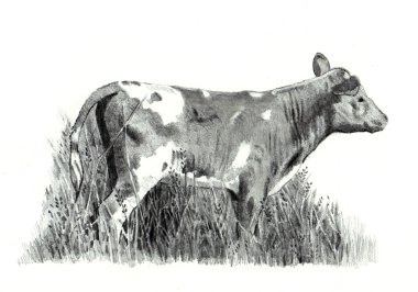 Pencil Drawing of a Calf clipart