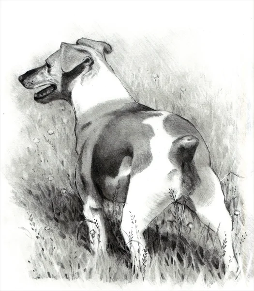 Bleistiftzeichnung von Jack Russell Terrier — Stockfoto