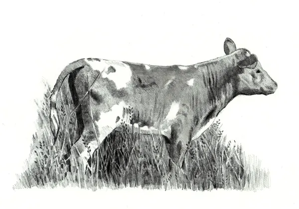 Pencil Drawing of a Calf — Stock Photo, Image