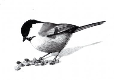 Pencil Drawing of a Chickadee Bird clipart