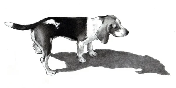 Desenho a lápis de um cão beagle — Fotografia de Stock