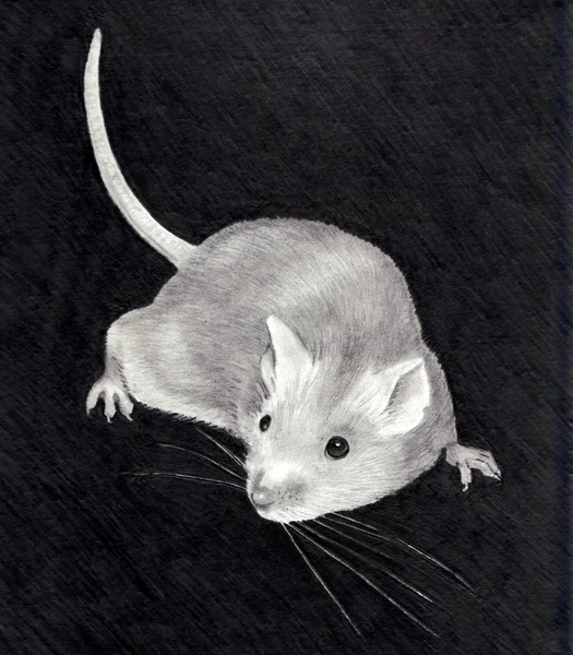 Bleistiftzeichnung einer Maus — Stockfoto
