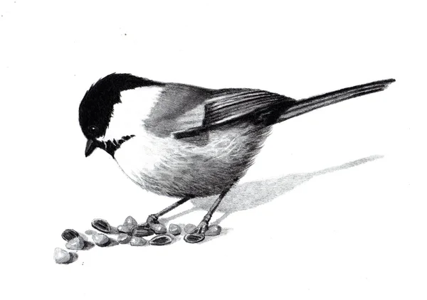 Potlood tekening van een vogel chickadee — Stockfoto