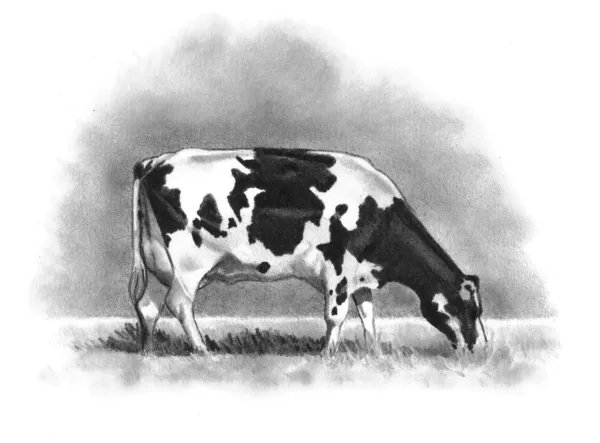 Pencil Drawing of Holstein Cow Grazing — Stock Photo, Image