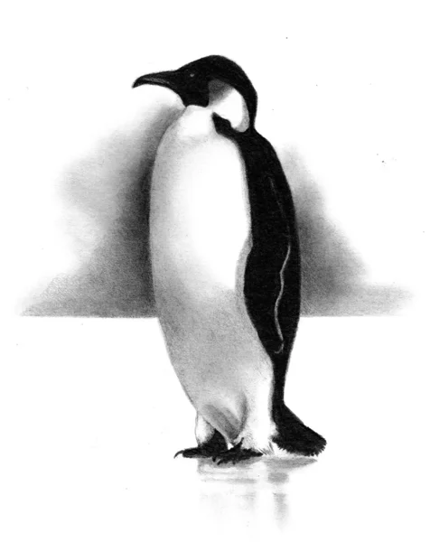 Bleistiftzeichnung eines Pinguins — Stockfoto