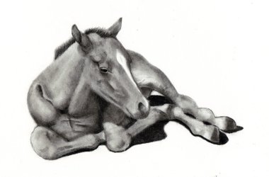 Pencil Drawing of Baby Horse clipart