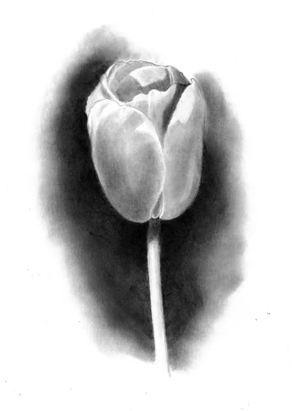 Bleistiftzeichnung einer Tulpe — Stockfoto