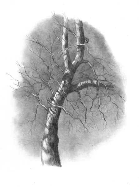 Карандашный рисунок дерева зимой — стоковое фото