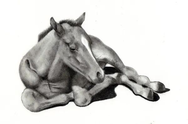 Blyertsteckning av baby häst — Stockfoto