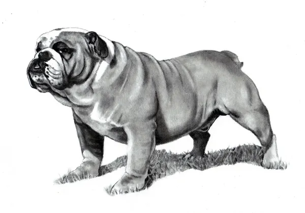 Blyertsteckning av en bulldog — Stockfoto