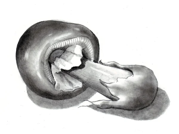 Карандашный рисунок гриба — стоковое фото