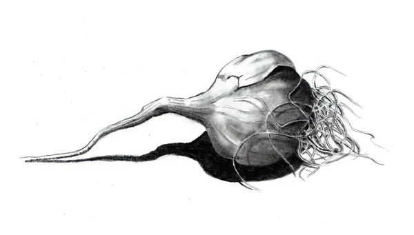 Desenho a lápis de alho Bulbo — Fotografia de Stock
