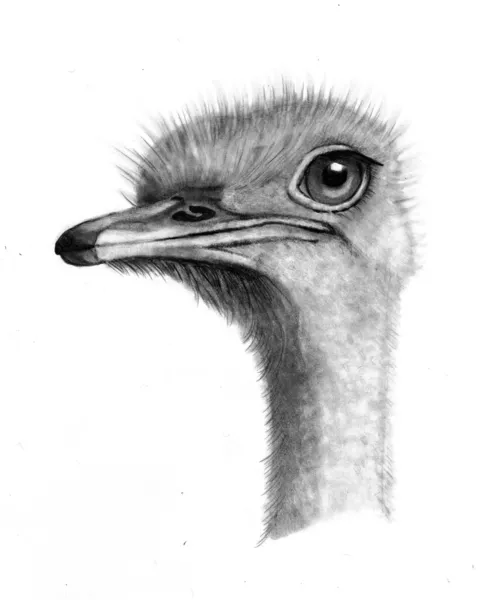 Desenho a lápis de cabeça de avestruz — Fotografia de Stock
