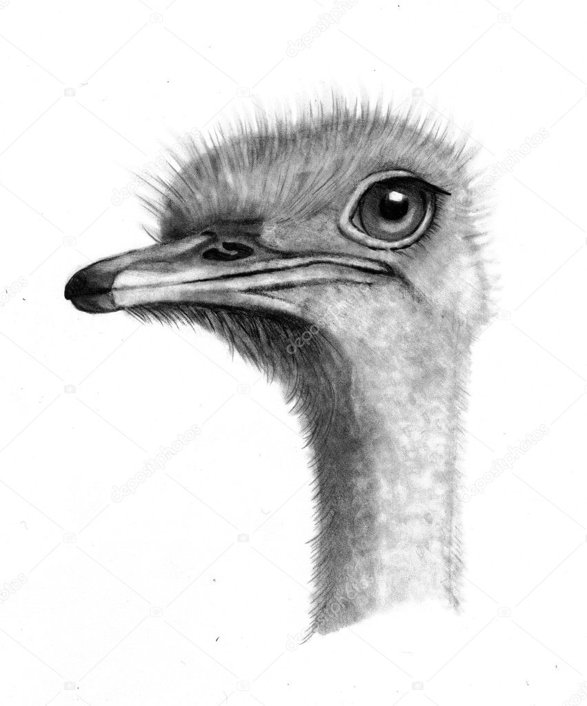 Pencil Drawing of Ostrich Head