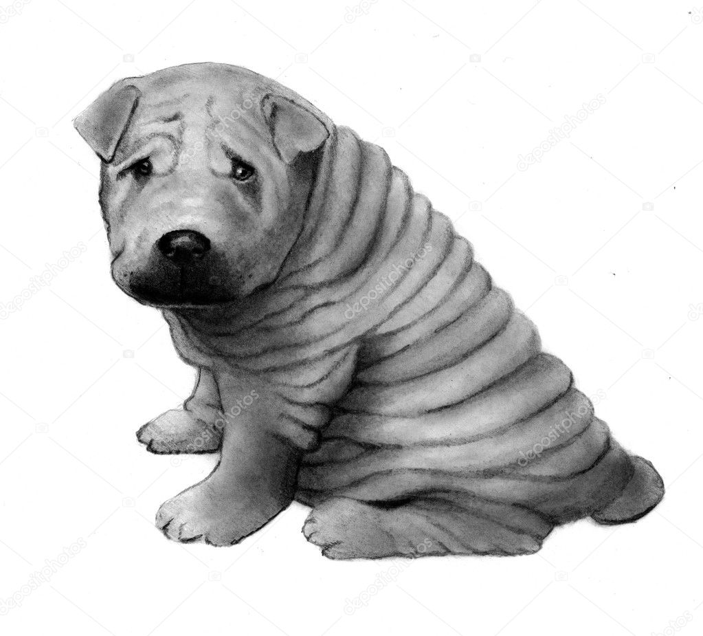 Pencil Drawing of Chinese Shar-Pei Dog