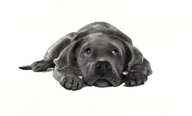 Pencil Drawing of Dog Lying Down clipart