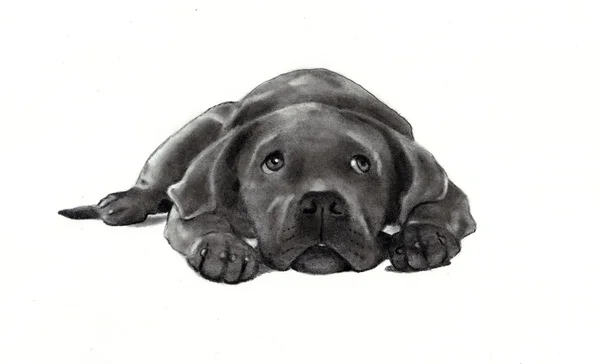 Dibujo a lápiz del perro acostado —  Fotos de Stock