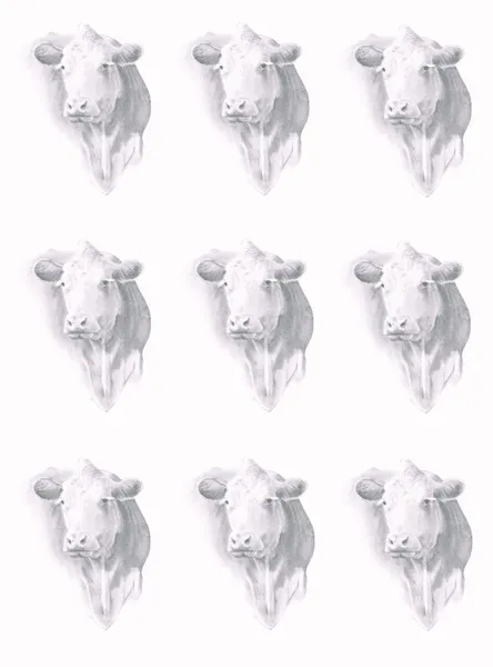 Testa di mucca in sfondo matita — Foto Stock