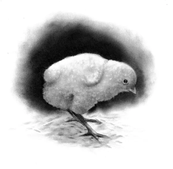 Карандашный рисунок цыпленка — стоковое фото