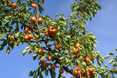 Tasty apricot on tree clipart