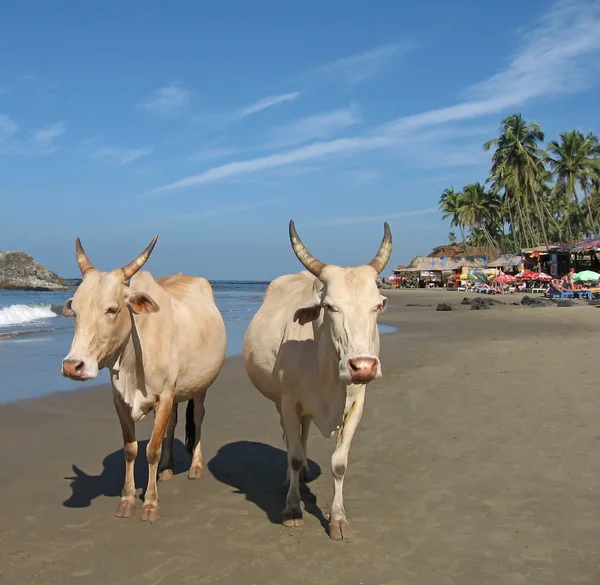 Αγελάδες στην παραλία Γκόα — Φωτογραφία Αρχείου