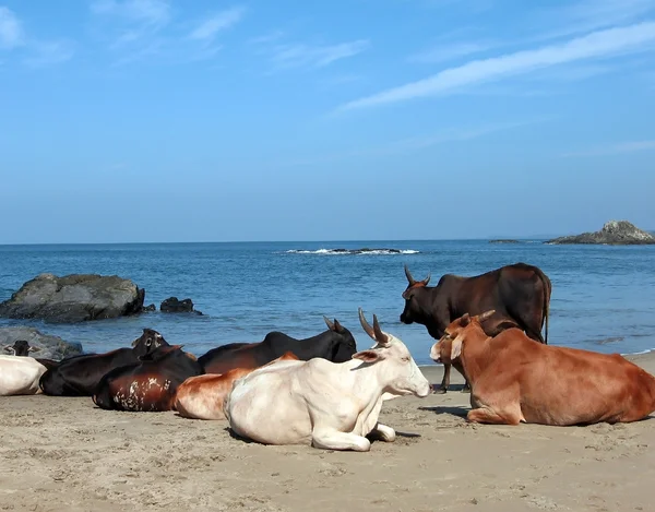 Vacas en Goa —  Fotos de Stock