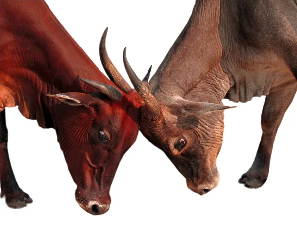 Conflito de touros — Fotografia de Stock