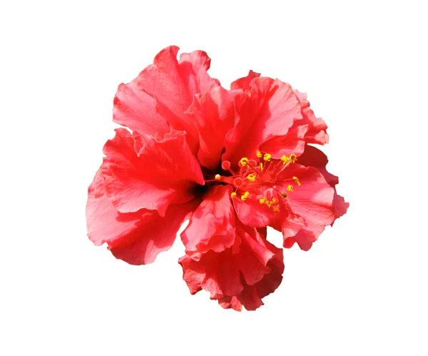 stock image Red flower